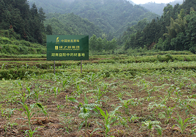 綠之韻湖南益陽(yáng)中藥材種植生產(chǎn)基地